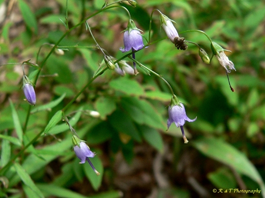 {Campanula divaricata}